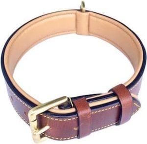 10 Best Collars for Pitbulls [2021 Updated] - Pet Life World