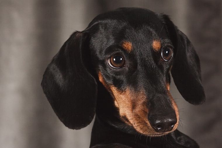 dachshund black lab mix